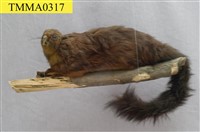 藏品(大赤鼯鼠)的圖片